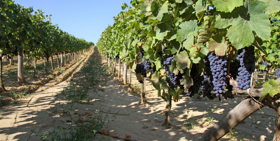 the vineyard text